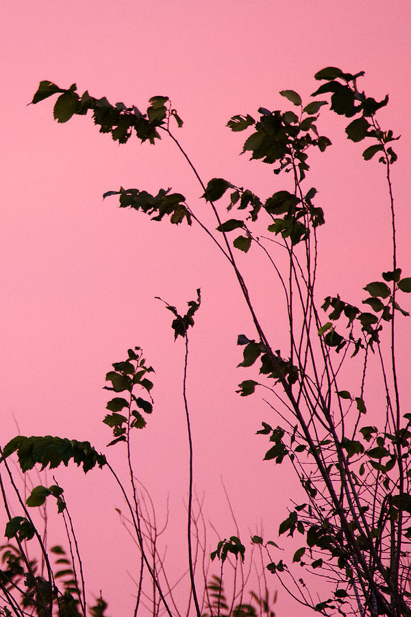 Tree Branches Under Pink Sky Photograph By Ellie Teramoto - Fine Art 