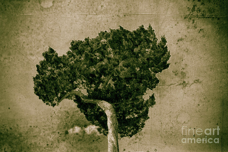 Tree Photograph - Tree Broccoli by Steven Digman Tree Photograph - Tree Broccoli by Steven Digman