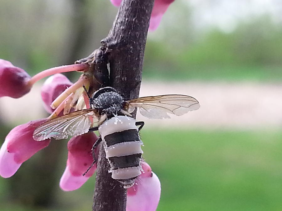 Tree Buds And Bee Photograph