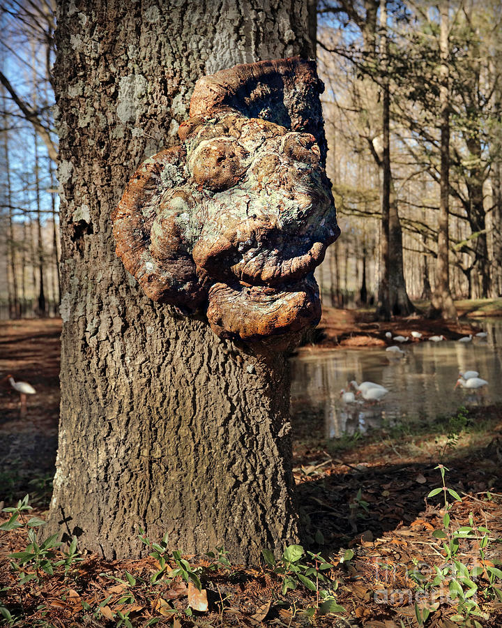 Tree Burl Face Photograph by Martin Konopacki