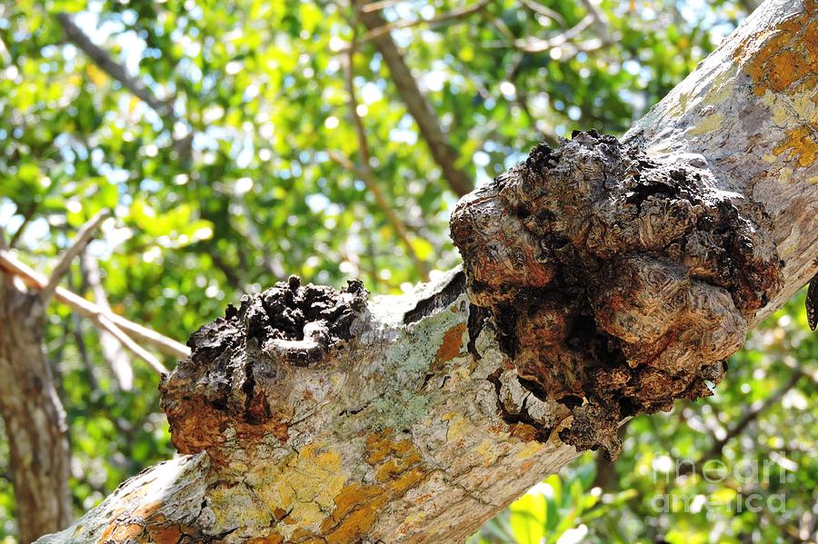 Tree Burls Photograph by Beth Williams - Fine Art America