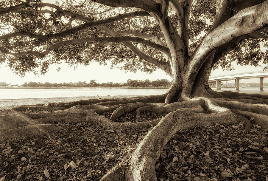 San Diego Photograph - Tree By The Bay  by Joseph S Giacalone
