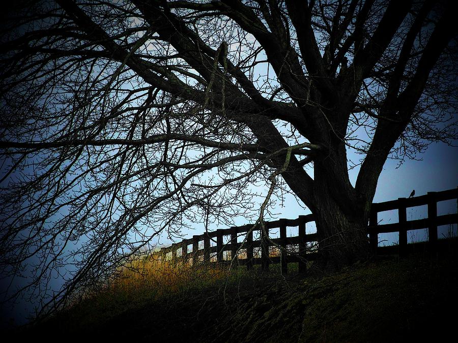 Tree By the Fence Photograph by Joyce Kimble Smith