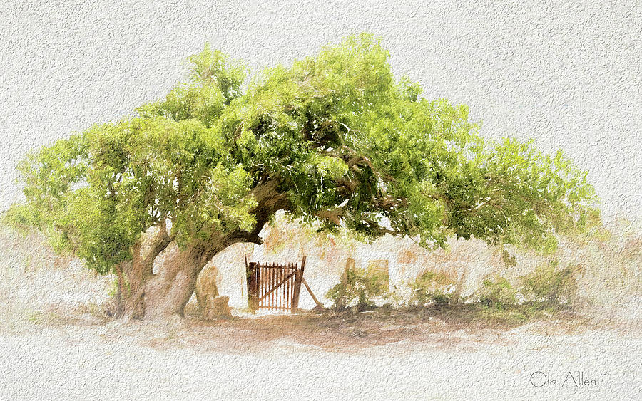Tree by the Gate Photograph by Ola Allen