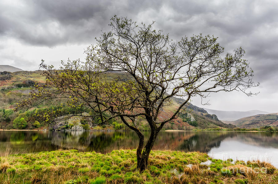 Tree By The Lake Photograph by Adrian Evans