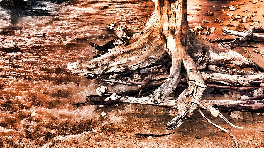 Tree By The Ocean 1 By Kristalin Davis Photograph