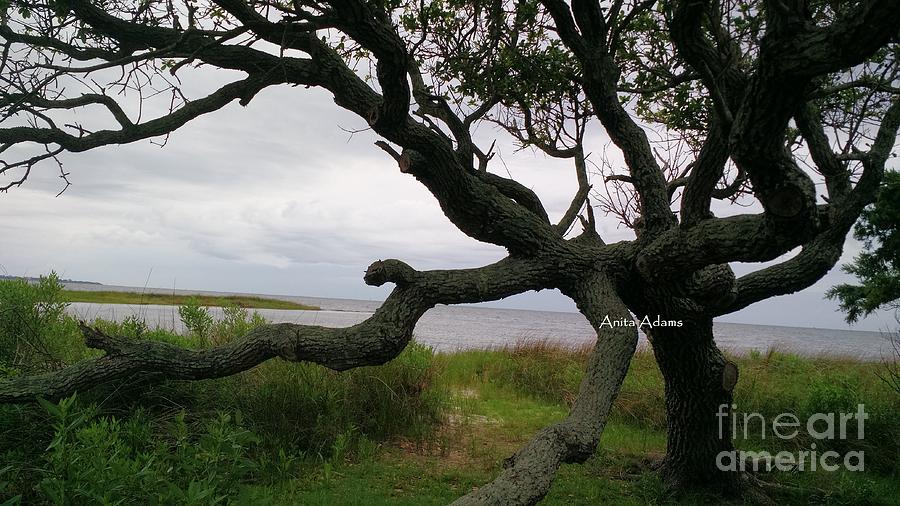 Tree by the Sea Photograph by Anita Adams