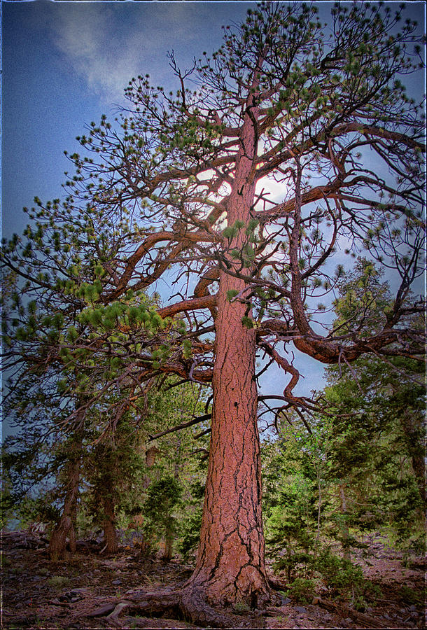Tree Cali Photograph by Paul Vitko