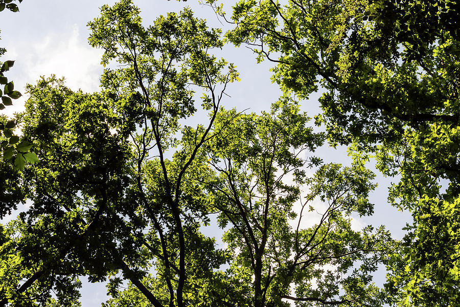 Tree Canopy Photograph by Jacek Wojnarowski - Pixels