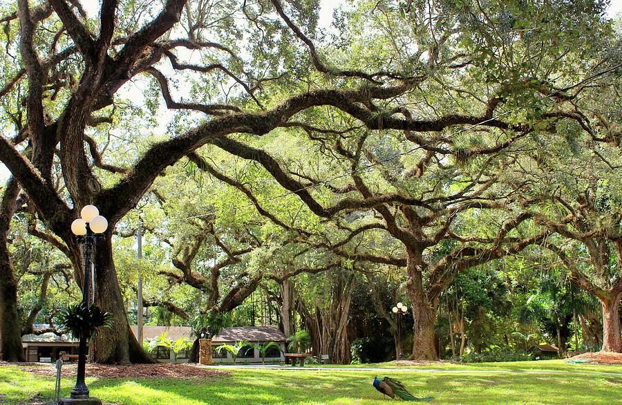 Tree Canopy Photograph by Kathy Brokaw | Pixels