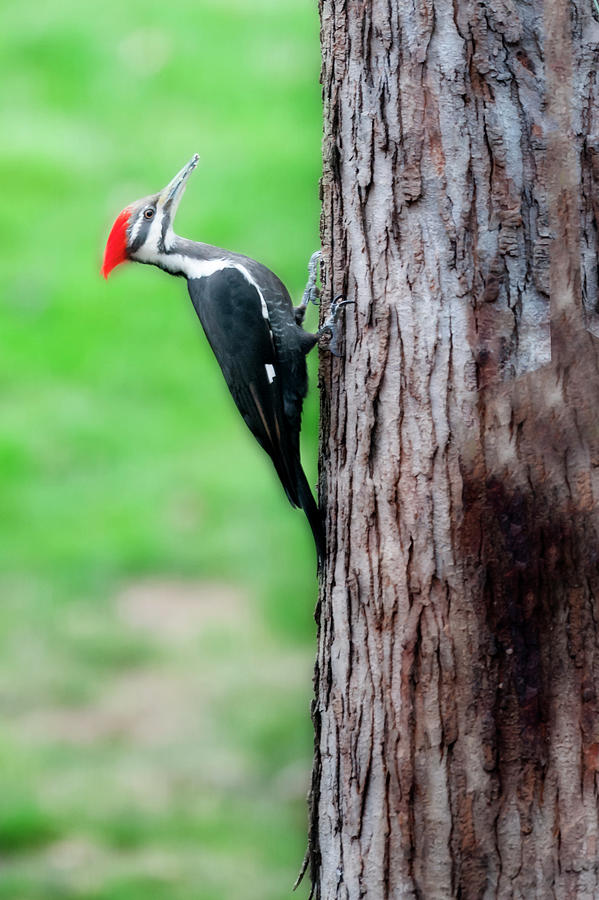 Woodpecker Photograph - Tree climber by Dan Friend