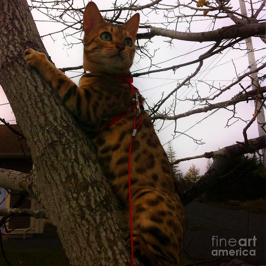 Tree Climbing Bengal Cat Photograph by Barbara A Griffin