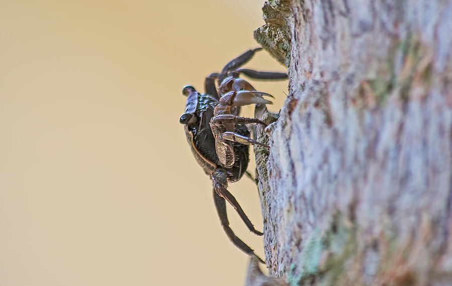 Tree Climbing Crab Photograph by Kenneth Albin