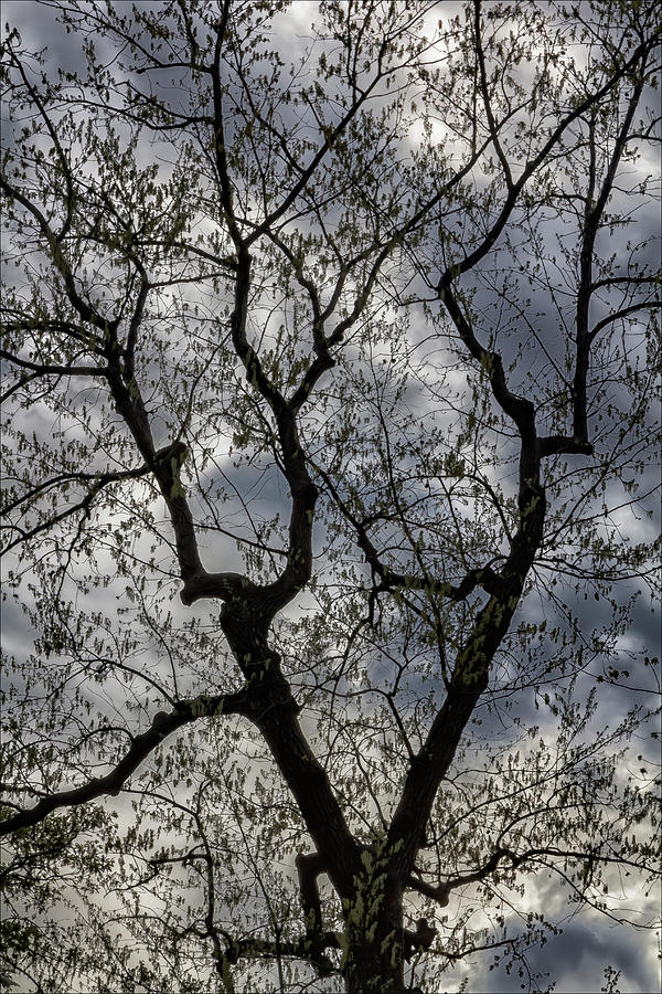 Tree Clouds and Sky Photograph by Robert Ullmann