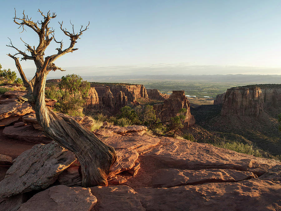 Tree - Colorado National Monument Photograph by Aaron Spong