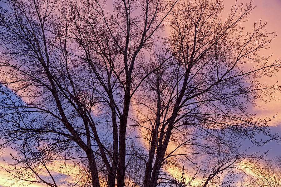 Tree Colors Of The Night Photograph