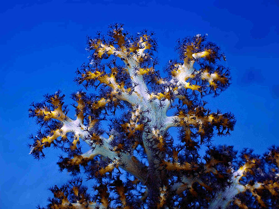 Coral Photograph - Tree Coral by Dragica  Micki Fortuna