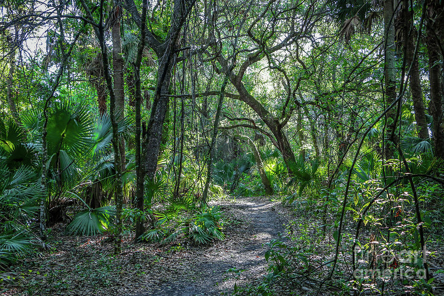 Tree Covered Trail Photograph by Tom Claud