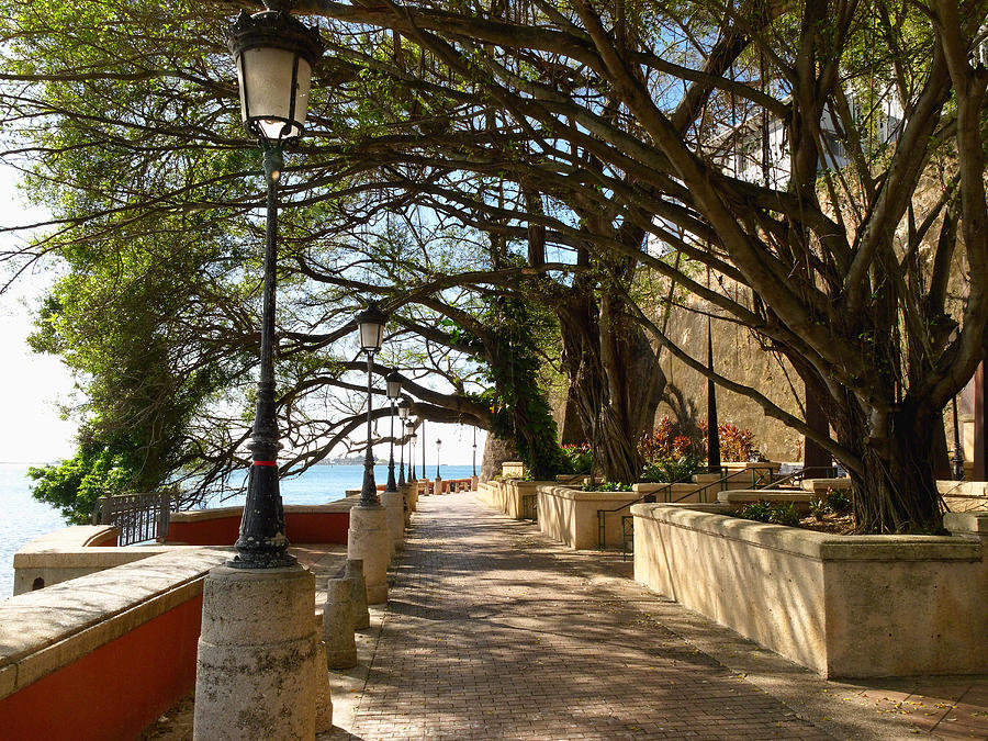 Architecture Photograph - Tree Covered Walkway San Juan by George Oze