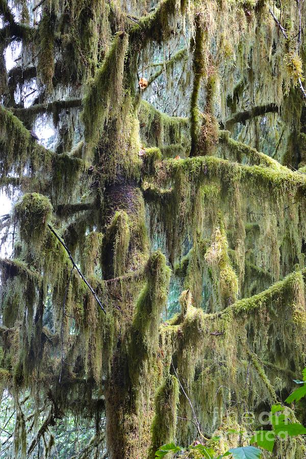 Tree Covered with Moss Photograph by Carol Groenen