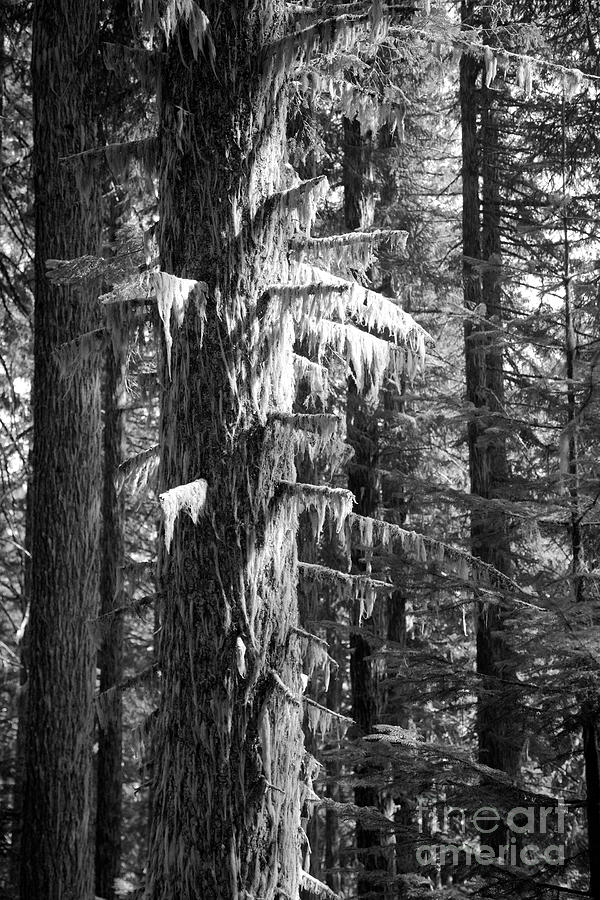 Tree covered with old mans beard in black and white Photograph by Bruce Block