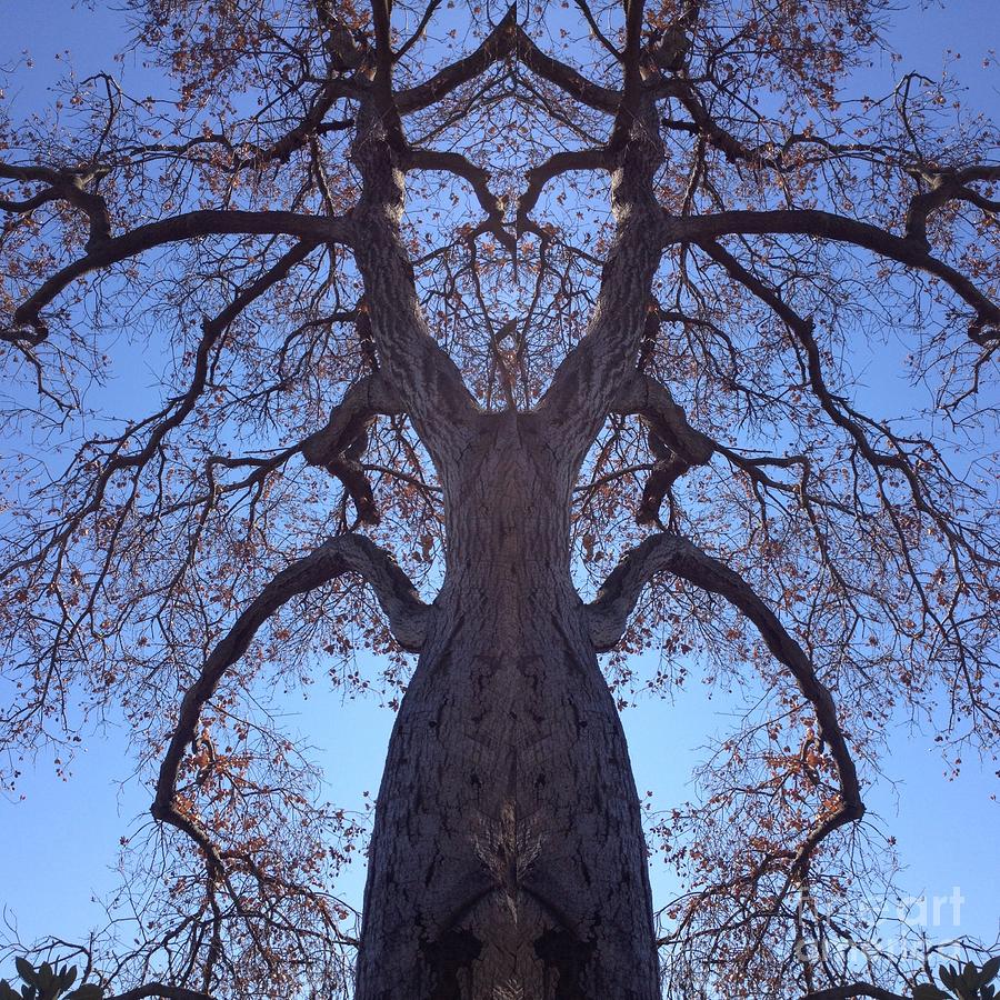 Tree Creature Photograph by Nora Boghossian