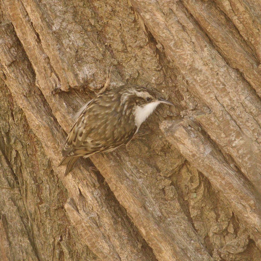 Tree Creeper Blends In Photograph by Adrian Wale