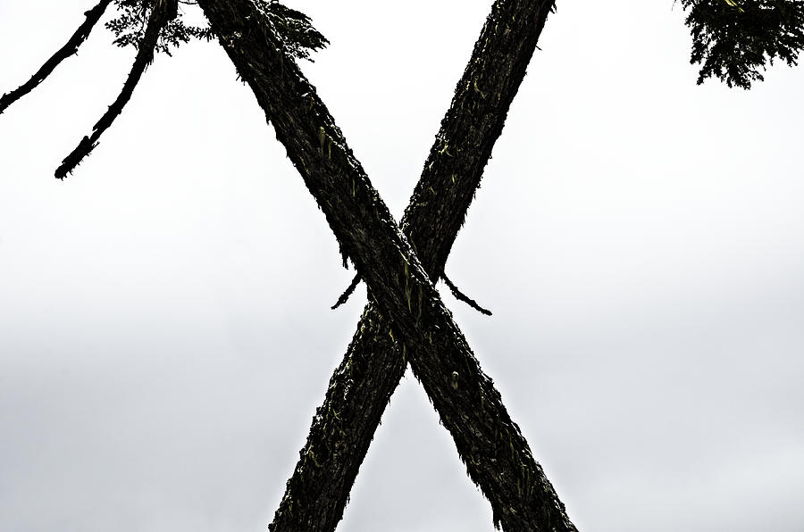 Tree Crossing X Photograph by Pelo Blanco Photo