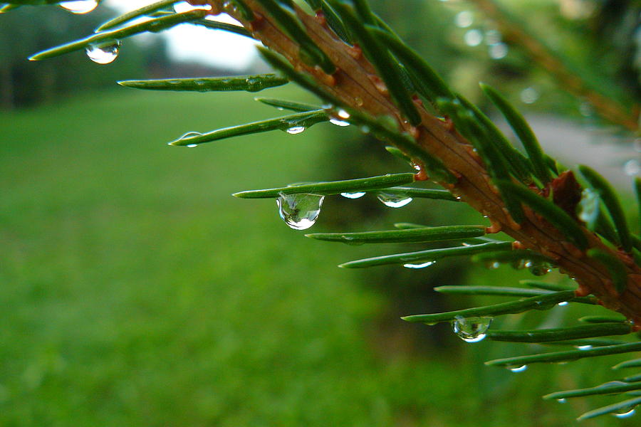 Tree cry Photograph by Katarzyna Konieczna - Pixels