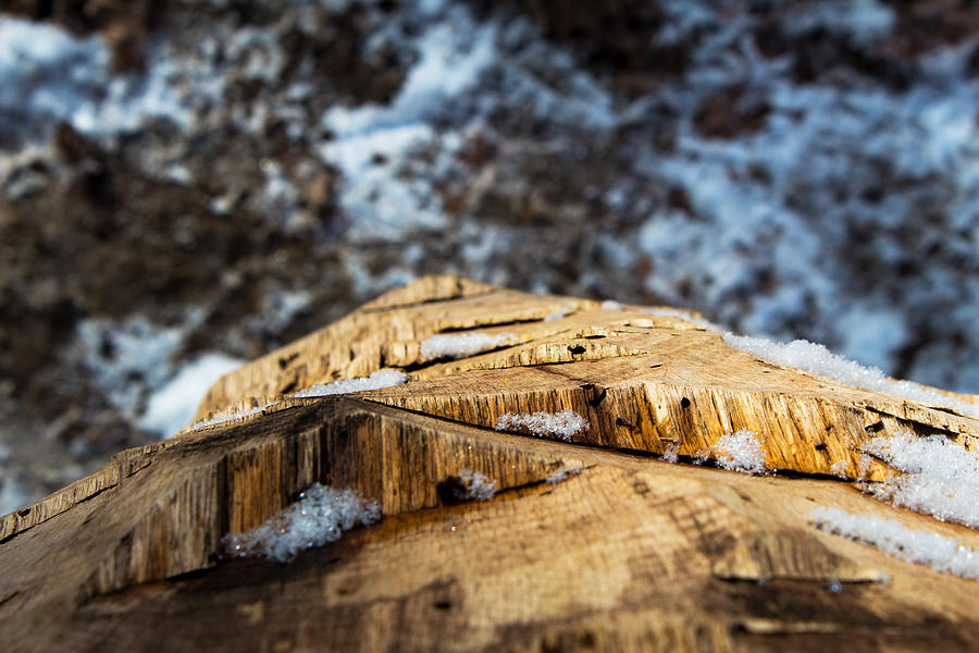 Nature Photograph - Tree Cuts by Noah Bryant