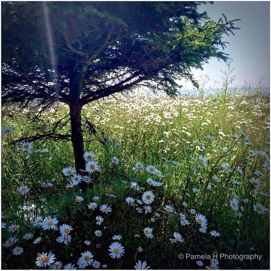 Summer Photograph - #tree #daisy #daisies #wildflowers by Pamela Harridine