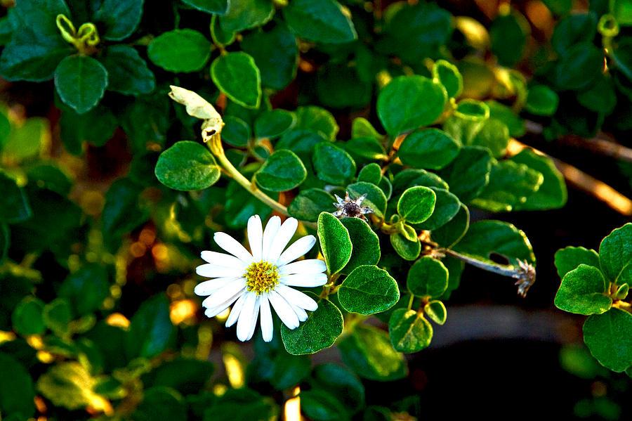 Daisy Photograph - Tree Daisy by Miroslava Jurcik