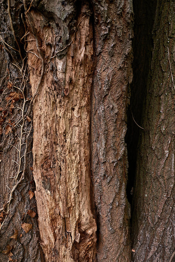 Tree Decay Photograph