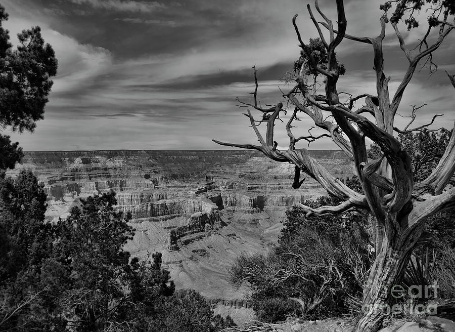 Tree Distance View Grand Canyon National Park Black White  Photograph by Chuck Kuhn