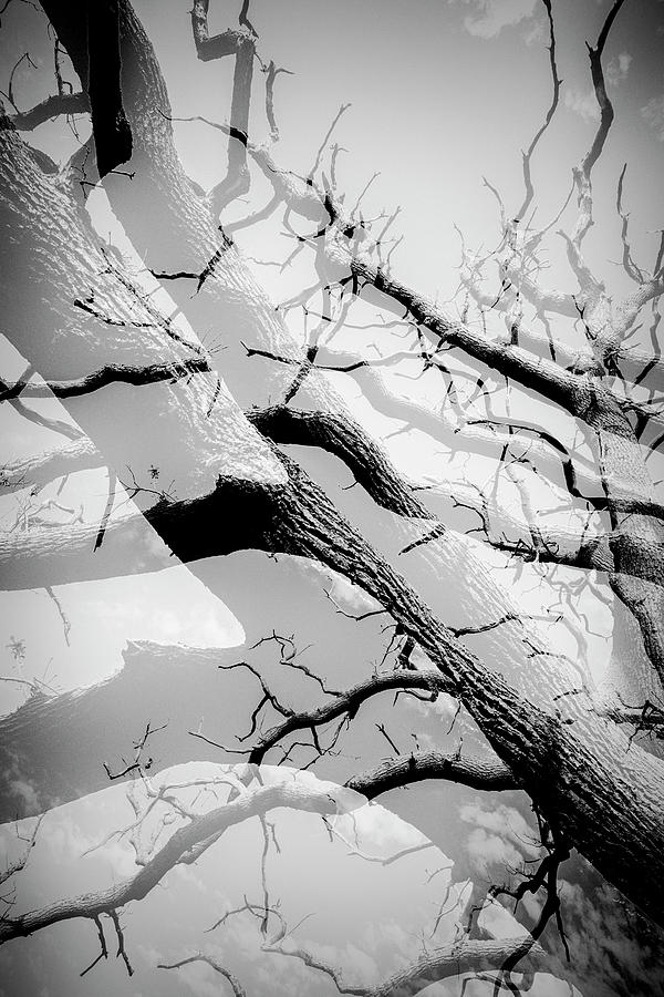 Tree Division in Mono Photograph by John Williams
