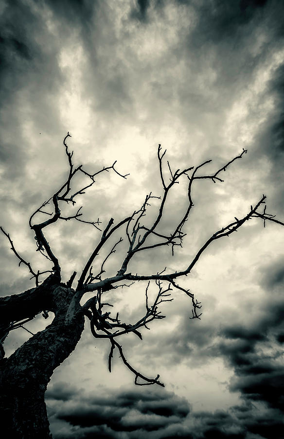 Tree Doom Photograph by John Williams