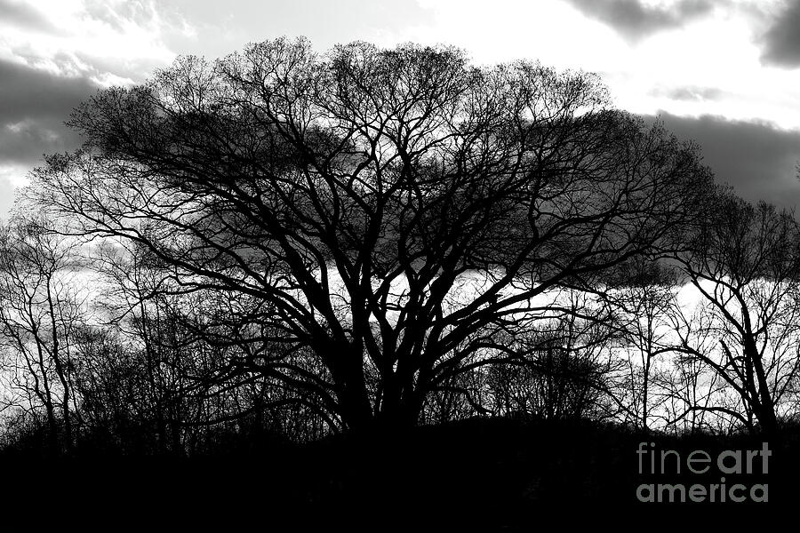 Tree Photograph by Douglas Stucky