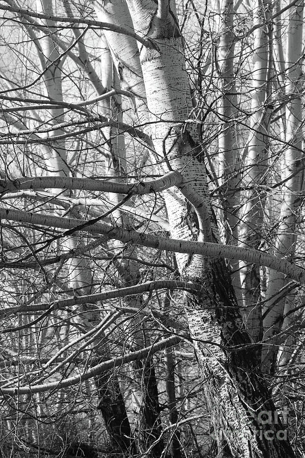 Tree Drama in Black and White Photograph by Carol Groenen