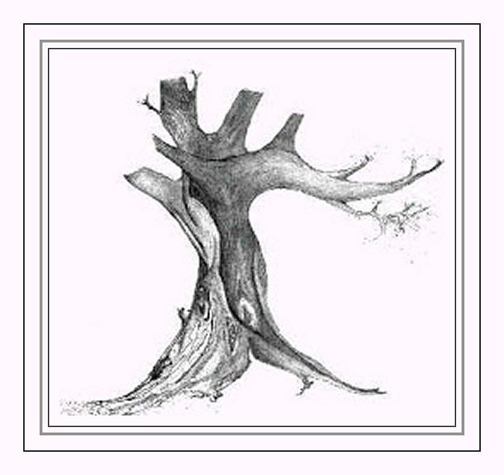 Tree Drawing Drawing by Julia Woodman