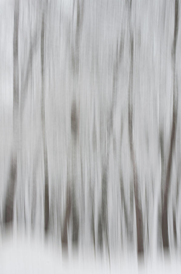 Tree Dreams Photograph by Stewart Helberg