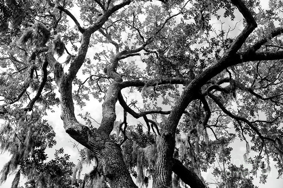 Tree Duel in Savannah Photograph by John Rizzuto
