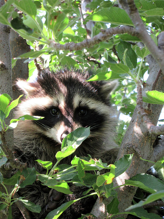 Racoon Photograph - Tree Dweller by Maxine Grossman Racoon Photograph - Tree Dweller by Maxine Grossman
