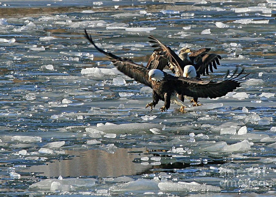 Tree Eagles on Ice Photograph by Paula Guttilla