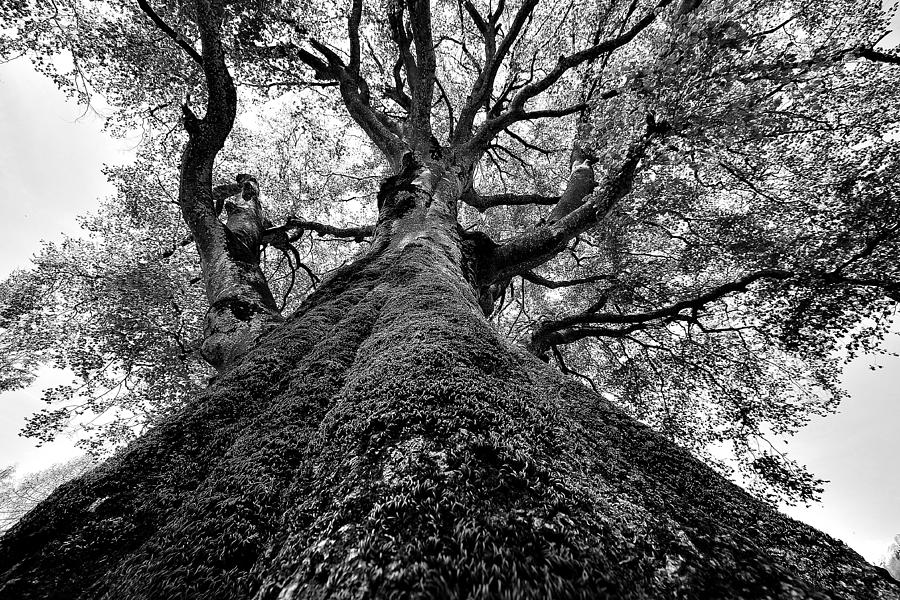 Black And White Photograph - Tree by Effezetaphoto Fz