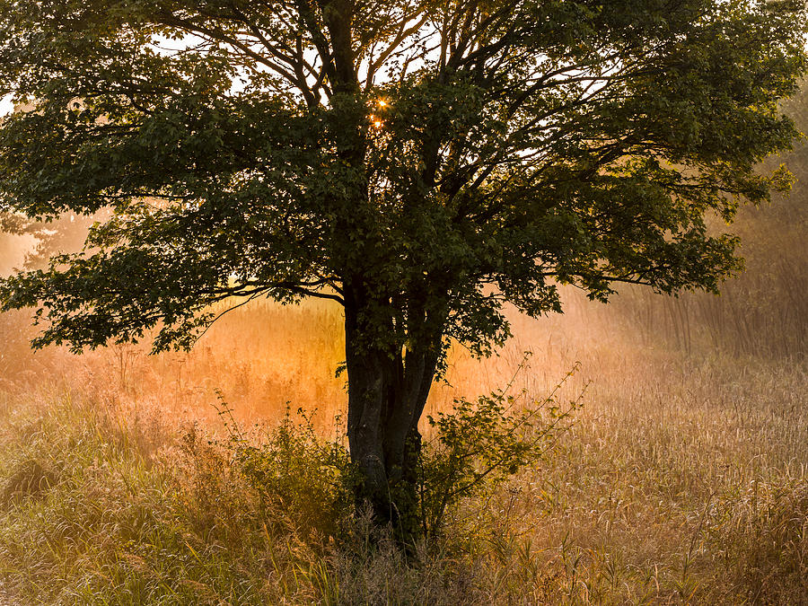 Tree Photograph by Elmer Jensen