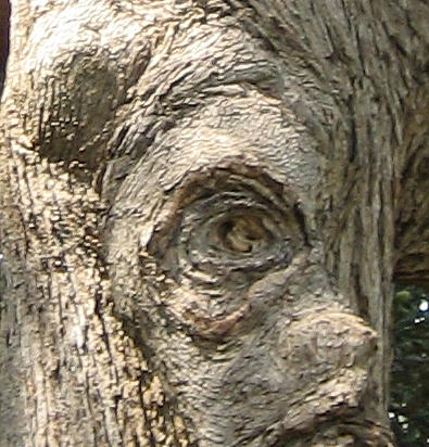 Tree Face Photograph by Stephen Hawks