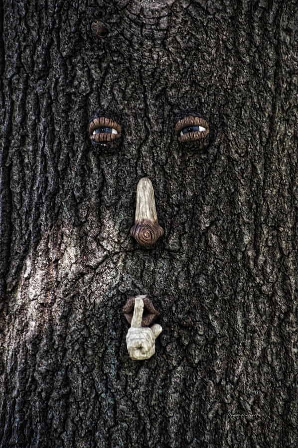 Tree Face Photograph by Thomas Woolworth