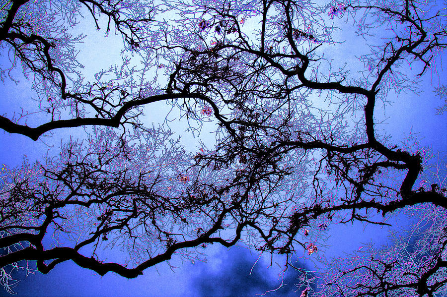 Tree Fantasy In Blue Photograph by Lee Santa