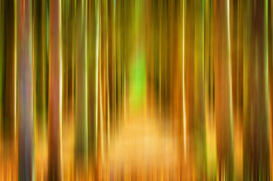 Tree Farm Digital Abstracts Motion Blur Photograph by Rich Franco