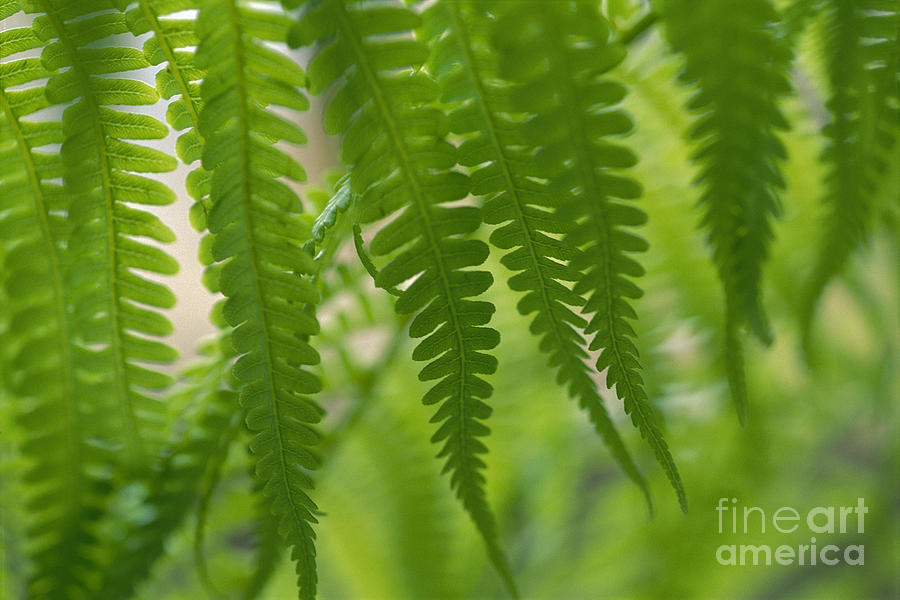 Tree Fern Close-Up Photograph by Ron Dahlquist - Printscapes